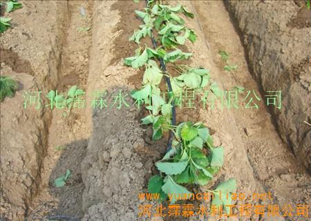 山西滴水软管批发价格(图)-价格及生产厂家[河北霈霖水利工程